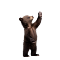 Baby bear standing on hind legs with one paw raised, transparent background png