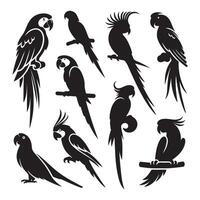 Set of parrot silhouette on white background vector