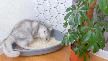 White cat, preparing for a bowel movement, digging with its paws in a plastic corner tray, for pets. video