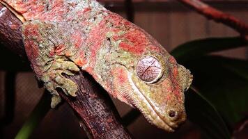 Mniarogekko chahoua commonly known as the mossy New Caledonian gecko, short-snouted New Caledonian gecko, Bavay's giant gecko video