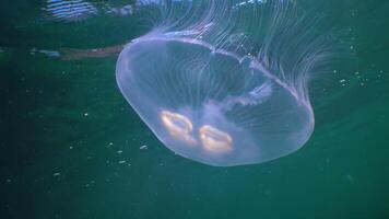 Floating in the water column Common -moon- jellyfish Aurelia aurita swims over algae in the Black Sea video