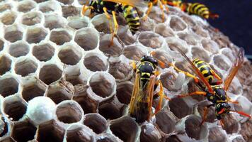 Paper wasp Polistes gallicus - Wasp nest with larvae and pupae in paper honeycomb video