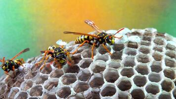 Paper wasp Polistes gallicus - Wasp nest with larvae and pupae in paper honeycomb video
