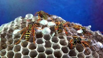 Paper wasp Polistes gallicus - Wasp nest with larvae and pupae in paper honeycomb video