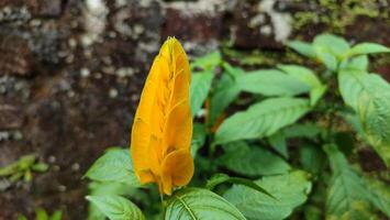 Exotic yellow flower, Acanthaceae Pachystachys Lutea, known by the common names lollipop plant golden shrimp. photo
