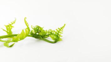 Ferns grow wild in the tropics. Shoots can be used as traditional food. Shrubs of ferns can help keep the slope structure from eroding. photo