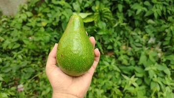 fresh avocado fruit with honey for healthy food, silce avocado moody photo