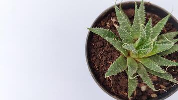 Aristaloe aristata, stemless sawtoothed succulent, close up. Guinea-fowl aloe or Lace aloe is evergreen flowering perennial plant in the family Asphodelaceae. photo