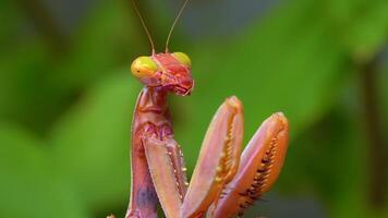 Predator preys on insects. The European mantis Mantis religiosa is a large insect in the family of the Mantidae video