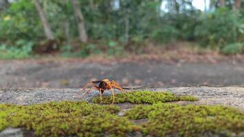 Hemipepsis tamisieri is a species of afrotropical pepsid spider wasp, one of the so-called tarantula hawks because its preferred prey are tarantulas of the family Theraphosidae. photo