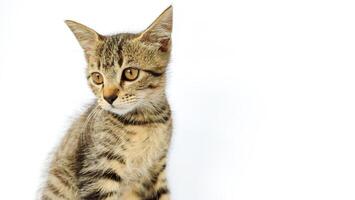 Grey Cat street Portrait face look front camera on blurred background. Focus on nearest eye photo