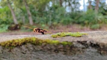 Hemipepsis tamisieri is a species of afrotropical pepsid spider wasp, one of the so-called tarantula hawks because its preferred prey are tarantulas of the family Theraphosidae. photo
