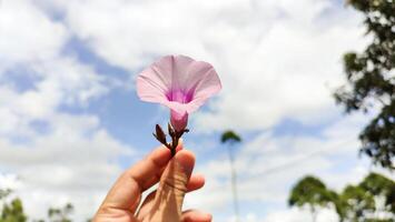 Tievine, Ipomoea cordatotriloba, blooms pink. Macro image of tievine, the funnel shaped flower with space for writing. photo