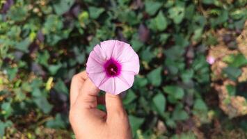 Tievine, Ipomoea cordatotriloba, blooms pink. Macro image of tievine, the funnel shaped flower with space for writing. photo