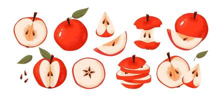 Apples in different forms, slice, whole, core isolated on a white background. Flat illustration of fresh apple. Healthy eating and agricultural sustainability vector