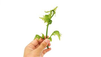 Ferns grow wild in the tropics. Shoots can be used as traditional food. Shrubs of ferns can help keep the slope structure from eroding. photo