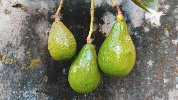 fresh avocado fruit with honey for healthy food, silce avocado moody photo