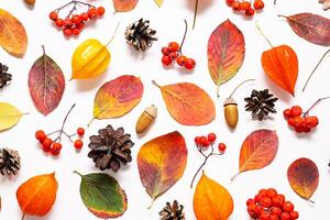 Flat lay of colorful autumn leaves, berries and pine cones, showcasing seasonal elements. photo