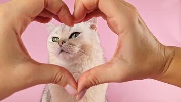 A woman's hands, folded in a heart-shaped frame, in front of the head of a charming white cat video