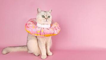 A white cat in a soft protective collar made of fabric, in the form of a donut video