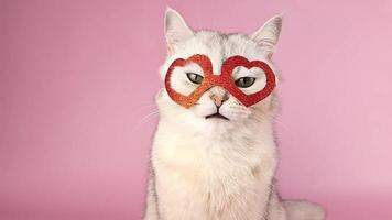 The head of a white cat in a red heart-shaped mask ,licks its muzzle video