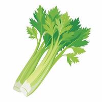 A celery plant on a white background vector
