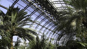 Beautiful green arboretum in the park with big glass windows and different plants. Stock footage. Greenhouse with cactuses, palm trees and other greenery on blue sky background. photo