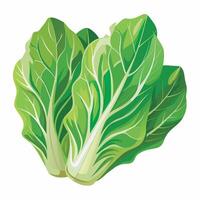Green leafy vegetables, lettuce, cabbage, cabbage leaf, cabbage, cabbage leaf, cabbage, vector
