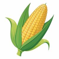 Corn on the cob vector