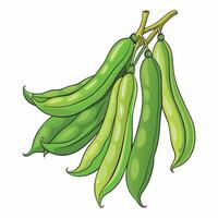 A bunch of green beans on a white background vector