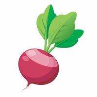 A red beet with green leaves on it vector