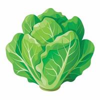 A green cabbage is shown on a white background vector