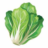 A green leafy vegetable is shown on a white background vector