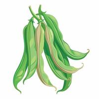 A bunch of green beans on a white background vector