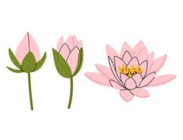 Illustration of pink water lily. Closed lily bud, half-opened bud and fully bloomed flower. For summer prints, wedding invitations, backgrounds for websites and mobile apps. vector