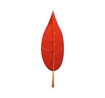Cartoon red autumn leaf, fallen tree foliage vector