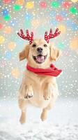 Labrador wearing reindeer antlers and a red scarf, playfully jumping in the snow as colorful Christmas lights twinkle in the background, 8k, realistic texture, copy space for text photo