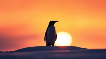 A solitary penguin stands on a snow-covered landscape, silhouetted against a vibrant sunset with shades of orange and pink. photo