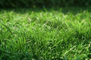Field of green grass with a bright sun. Natural landscape background. photo