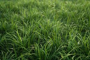 Green grass field bathed in bright sunlight. Nature background concept. photo