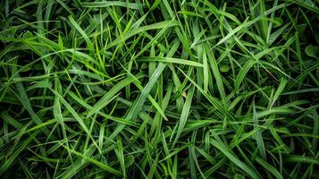 Close-up of green grass with brown spots. Natural texture background concept. photo