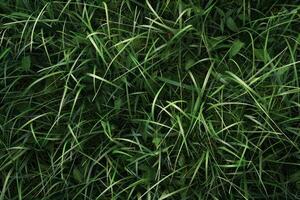 Field of green grass with a bright sun. Natural landscape background. photo
