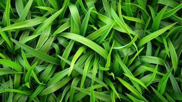 A close up of green grass with a few brown spots photo