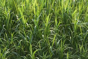 A field of green grass with a bright sun shining on it photo
