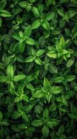 Close-up of green plant with leaves. Botanical texture background. photo