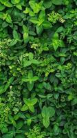 Green plant with many leaves. Natural texture background for design projects. photo
