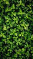 Close-up of a green plant with lush leaves. Botanical texture background concept. photo