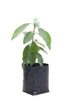 Fresh Avocado sprout is growing in black plastic bag for nursery isolated on white background included clipping path. photo