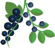 blueberry branch with berries and leaves illustration vector