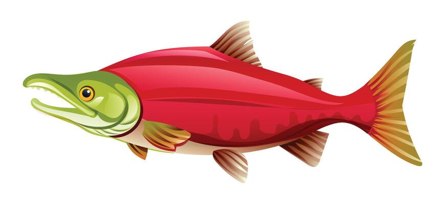Sockeye salmon fish cartoon illustration isolated on white background